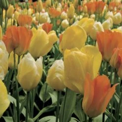 Harmonie Aprés La Pluie...