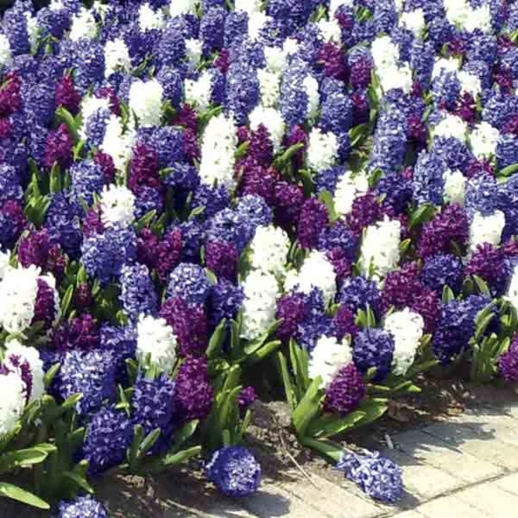 Harmonie Jacinthes Ocean 1 Harmonie Jacinthes Ocean