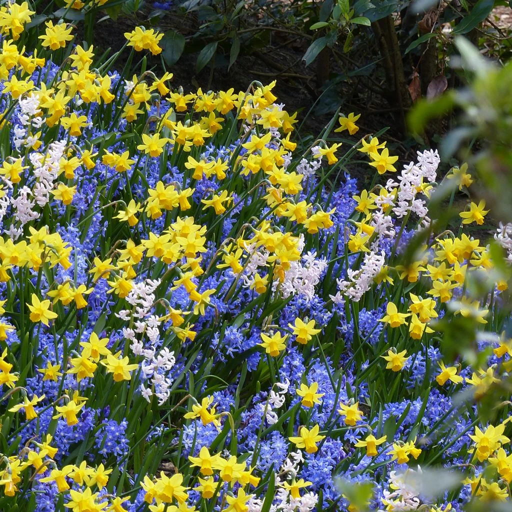 Inspiration Petits Bulbes De Printemps à Floraison Contrastée 2 Inspiration Petits Bulbes De Printemps à Floraison Contrastée – Image 2