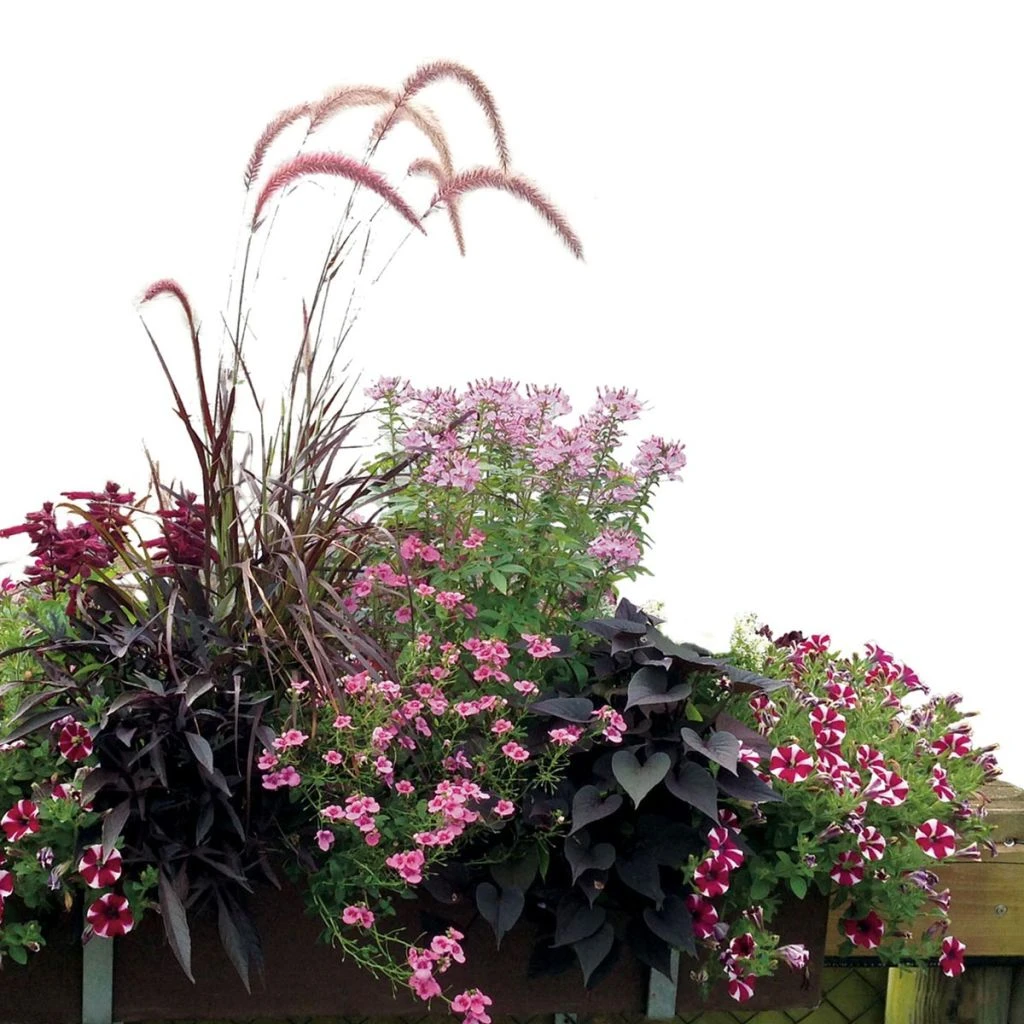 Collection Jardinière Rose - 7 Variétés D'annuelles 1 Collection Jardinière Rose - 7 Variétés D'annuelles