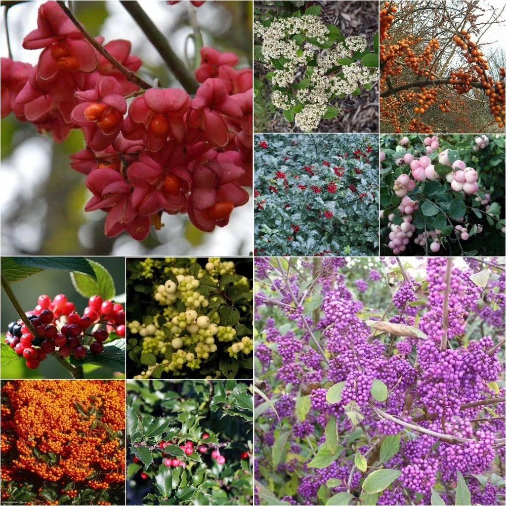 Kit Haie à Fruits Décoratifs éco 1 Kit Haie à Fruits Décoratifs éco