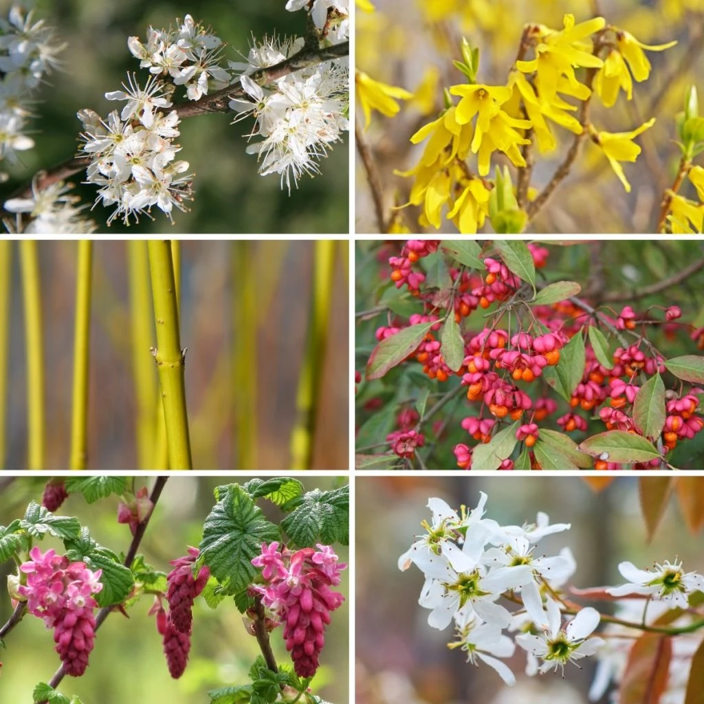 Kit Haie Des 4 Saisons Eco 1 Kit Haie Des 4 Saisons Eco