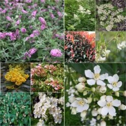 Kit Haie Mellifère éco