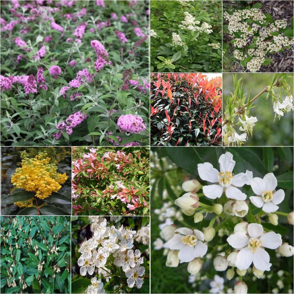 Kit Haie Mellifère éco 1 Kit Haie Mellifère éco