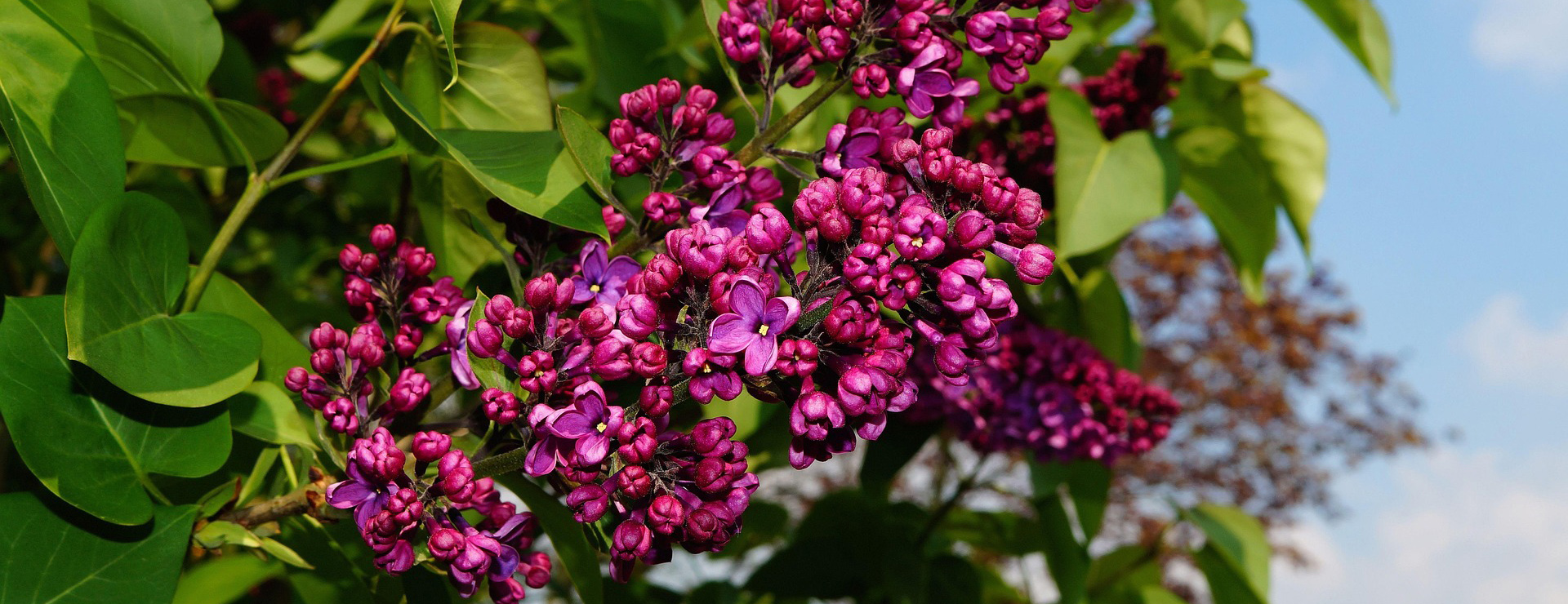 Promesse De Fleurs -Promesse De Fleurs lilac 331172 1920