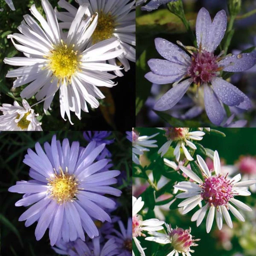 Massif Asters 1 Massif Asters