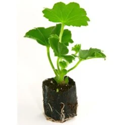 Kit Plateau Et Mottes Fertiss 2 X 4 Cm De Fertil : Plateau De 150 Mottes -Promesse De Fleurs plateau de 150 mottes Fertiss 2x4cm pour bouturage et semis 912440 3