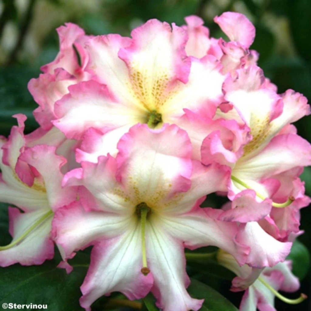 Rhododendron Melrose Flash - Grand Rhododendron En Pot De 4L./5L. 1 Rhododendron Melrose Flash - Grand Rhododendron En Pot De 4L./5L.