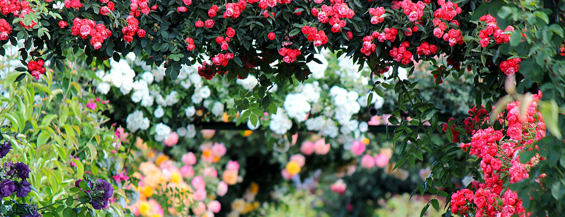 Promesse De Fleurs -Promesse De Fleurs rose 2721846 1920