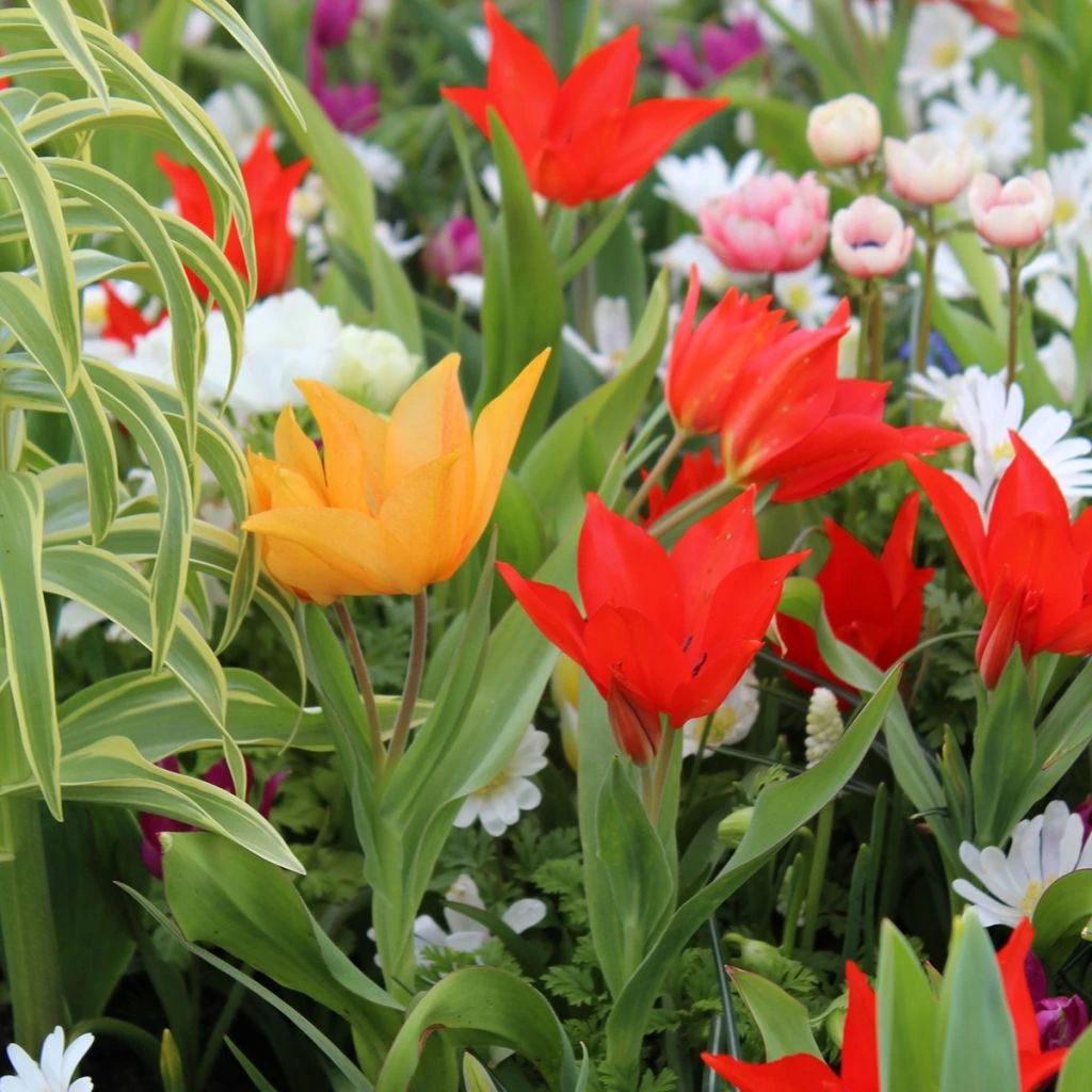 Collection 20 Tulipes Pluriflores 1 Collection 20 Tulipes Pluriflores