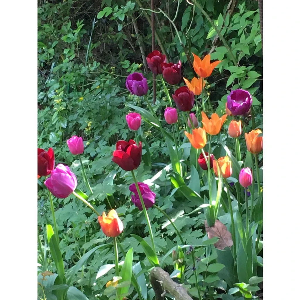 Harmonie Carnaval De Venise 2 Harmonie Carnaval De Venise – Image 2