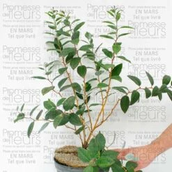 Viorne - Viburnum Plicatum Mary Milton -Promesse De Fleurs viorne viburnum plicatum mary milton 9520 T